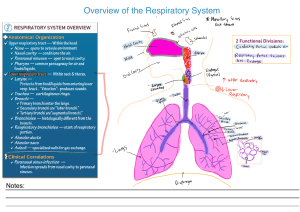 Ditki Respiratory System