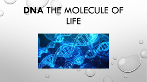 DNA the molecule of life