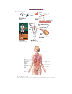 Anatomy-Notes