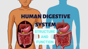 Science 8 Structures and Functions of the Digestive System