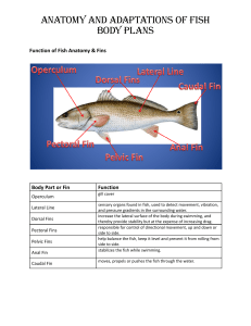 Copy of Anatomy and Adaptations of Fish Body Plans Student Notes (1)