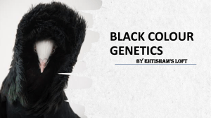 Black Colour Genetics