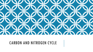Carbon and nitrogen cycle final