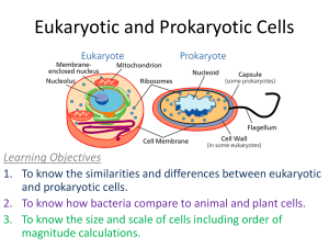1.3-Eukaryotic-Prokaryotic-Cells