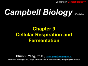 campbell biology chapter 7
