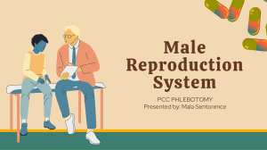 Male Reproduction System Mala Sentorence Chapter 5 & 6 Project 