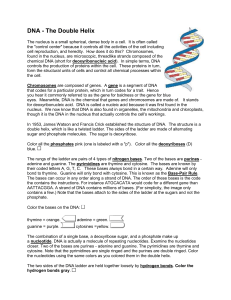 DNA color sheet
