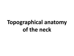 Clinical Anatomy of Neck
