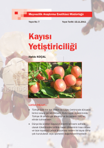 Kayısı Yetiştiriciliği