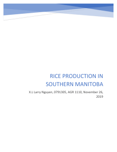 Wild Rice and Rice crop (2)
