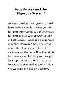 Digestive System Project 