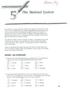 the skeletal system answer key