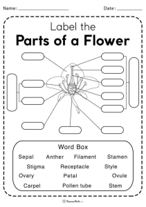 Label the Parts of a Flower Worksheet