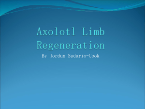 Axolotl regeniration