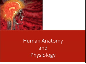 The Human Body - An Orientation