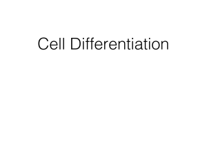 Cell Differentiation Notes
