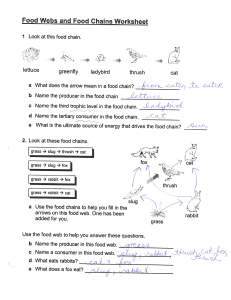 food chain and food web worksheet