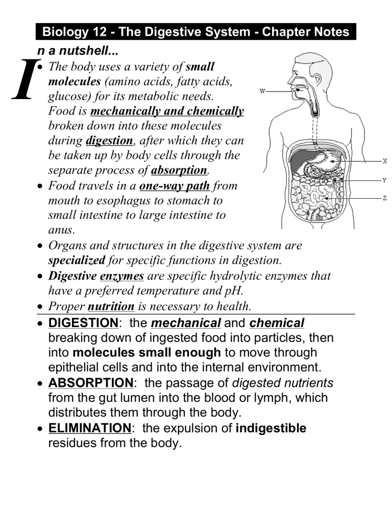 Digestion Teacher Notes