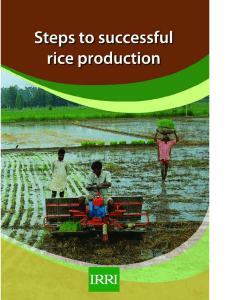 12-Steps-Required-for-Successful-Rice-Production