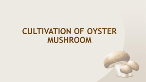 lesson 4- Oyster mushroom