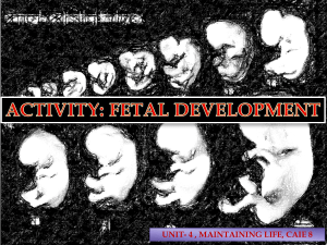 Fetal Development Activity