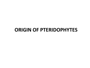 orgin of pteridophytes