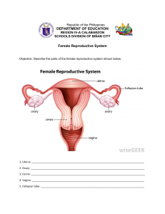 Act.1-Female Reproductive System (2)