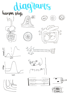 IB HL Biology Diagrams (Human Phys, Plants, Metabolism, Nucleic Acids)