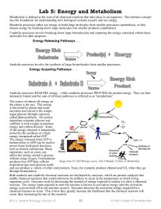 Lab 5 - Energy and Metabolism
