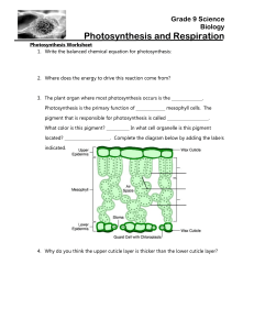photosynthesis worksheet