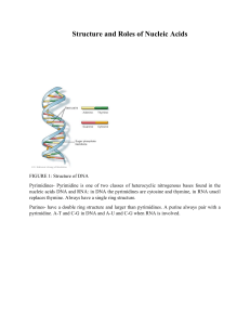 Week 10a Structure and Roles of Nucleic Acids