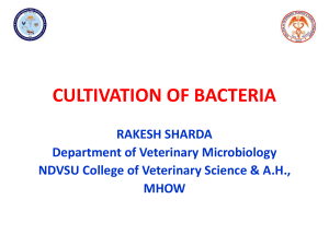 Bacterial-Cultivation