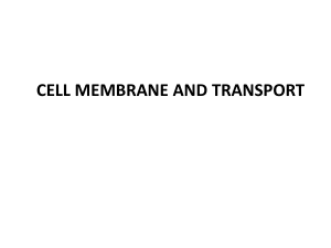 1.3 and 1.4 cell membrane and transport