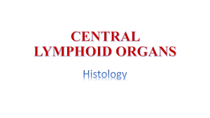 LECTURE 3 Central Lymphoid organs 