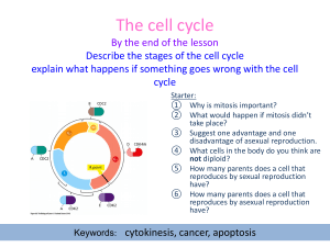 AQA Biology B1 L.2 The cell cycle