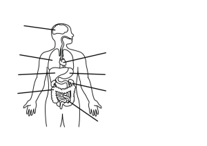 body organs diagram to label