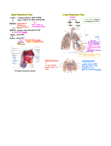 Respiratory System Anatomy and Function 