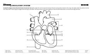 8. circulatory system ws