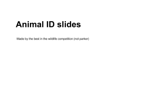 Species ID Slides