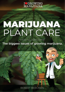 Marijuana-Plant-Care-by-Robert-Bergman