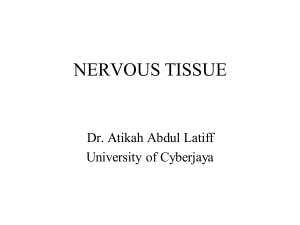 Nervous Tissue AAL