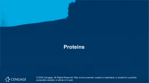 Proteins Biochem Lecture (1)