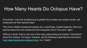How Many Hearts Do Octopus Have?