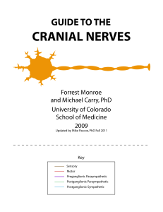 Cranial Nerves Combined