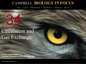 Circulation and gas exchange