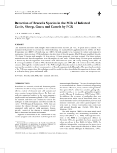 Detection of Brucella Species in the Milk of Infected Cattle, Sheep, Goats and Camels by PCR