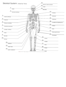 Anatomy blank