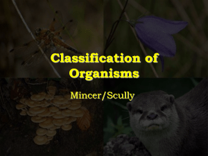 Classification of OrganismsNew