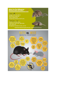 rat VS mice