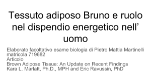 Tessuto adiposo Bruno